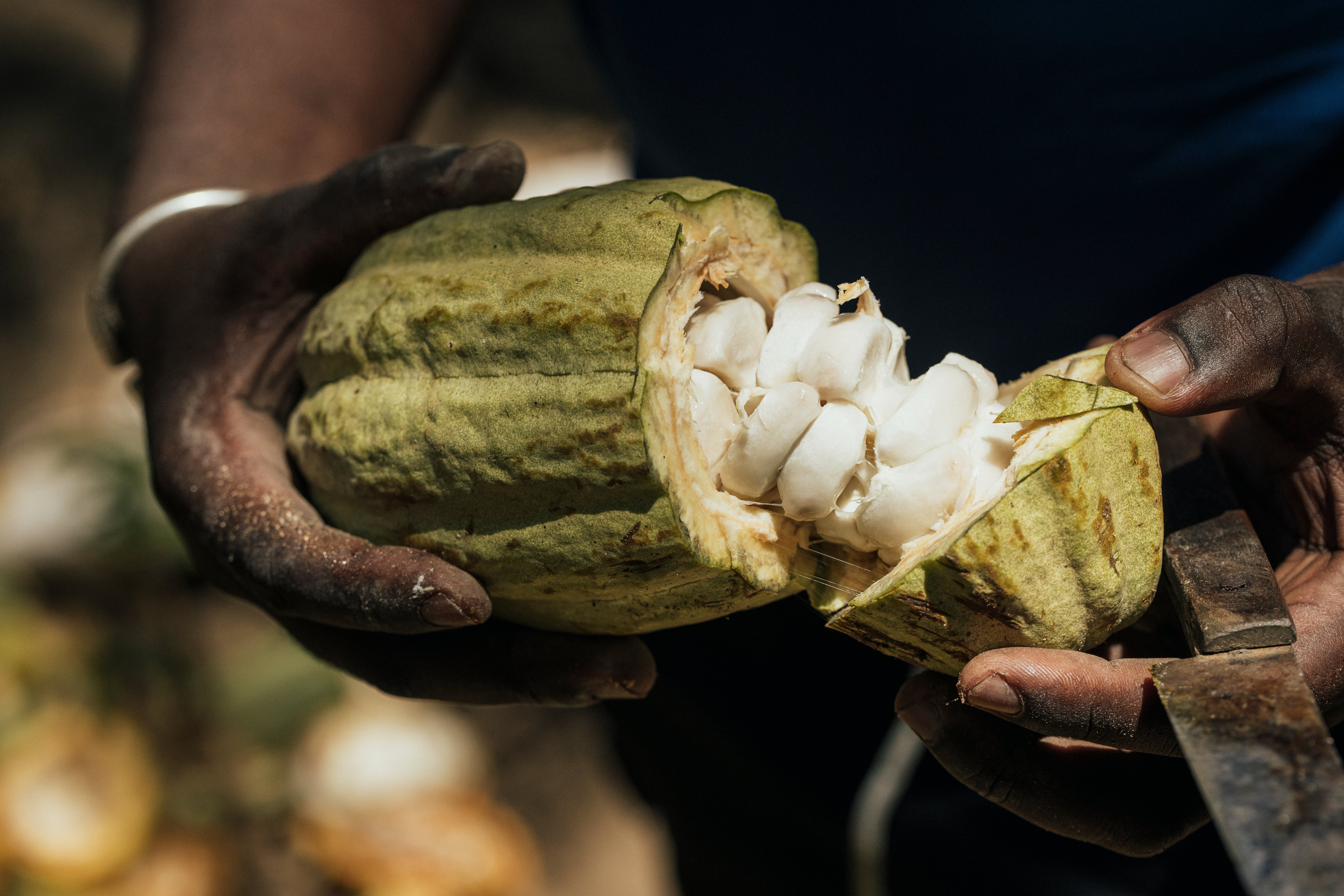 Cabosse de cacao fraîchement ouverte — Jo Malone, Madagascar